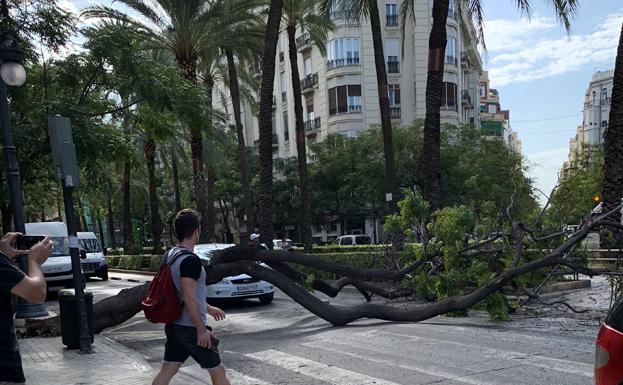 Cortan al tráfico Reino de Valencia por la caída de un árbol