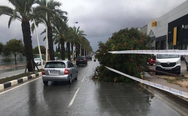 Un remolino de aire arranca una chapa metálica de la marquesina de la lonja de Dénia