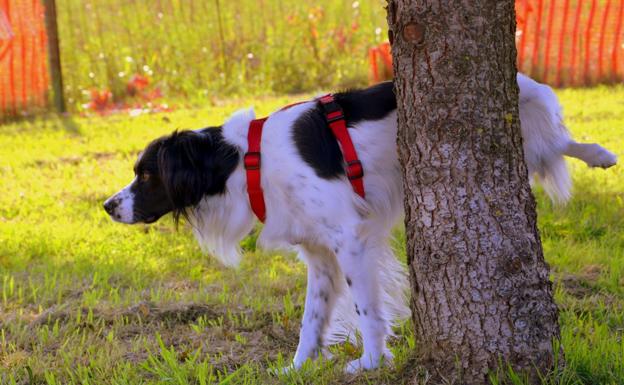 Cómo limpiar el orín de perro en la calle