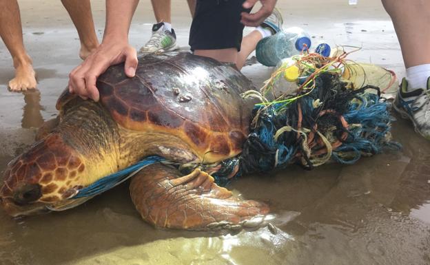 Rescatan una tortuga rodeada de plásticos y residuos en la Malvarrosa