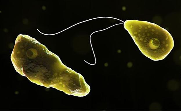 Una niña de diez años muere por ameba comecerebro tras nadar en un río