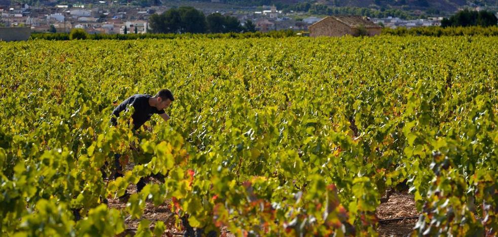 El temporal provoca la pérdida de un tercio de la cosecha de uva del Vinalopó
