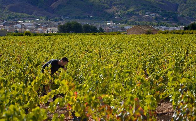 El temporal provoca la pérdida de un tercio de la cosecha de uva del Vinalopó