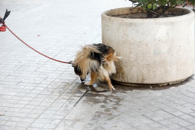 Vecinos denuncian la suciedad canina y piden más multas y zonas acotadas