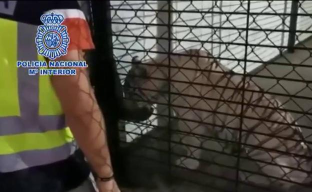 Detienen a la pareja que tenía en su chalé a un tigre albino como mascota por tráfico de drogas