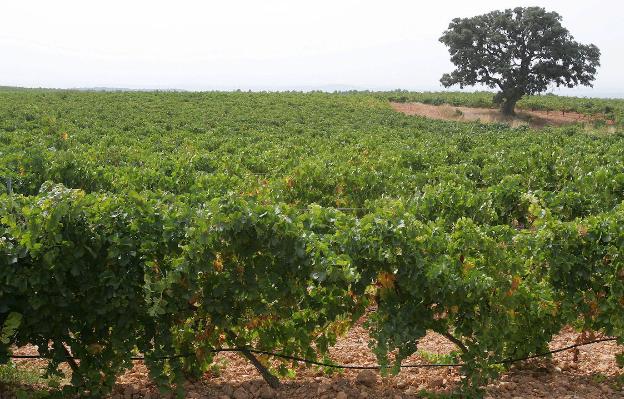 El Gobierno cede a Cataluña el control de las plantaciones de cava en Requena