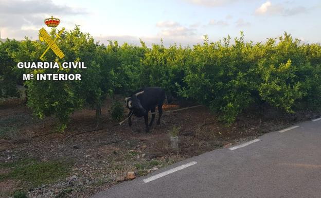 Capturan la vaquilla que se escapó este miércoles de los festejos taurinos de Almenara