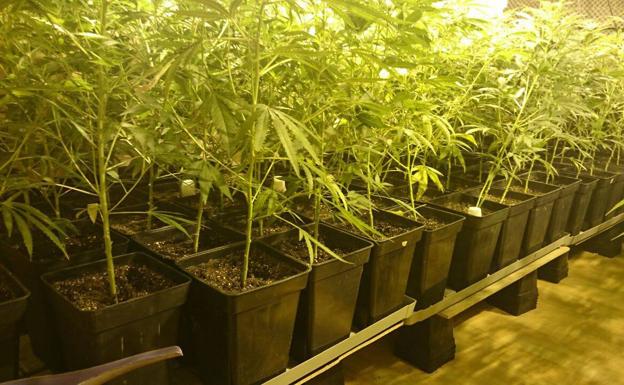 Desmantelado un cultivo de 970 plantas de marihuana en Xàtiva