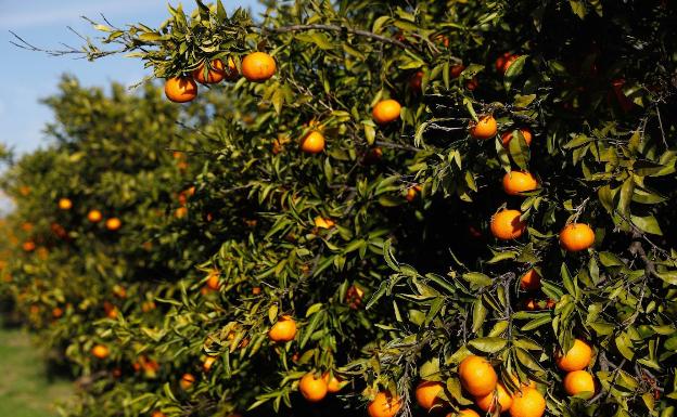 Grupo Atitlan compra la empresa murciana Frutas Romu