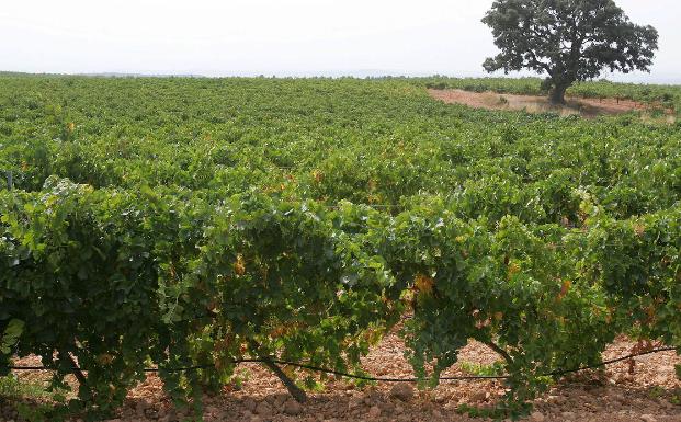 El Consell no sabe una semana después si recurrirá la cesión a Cataluña del control del cava