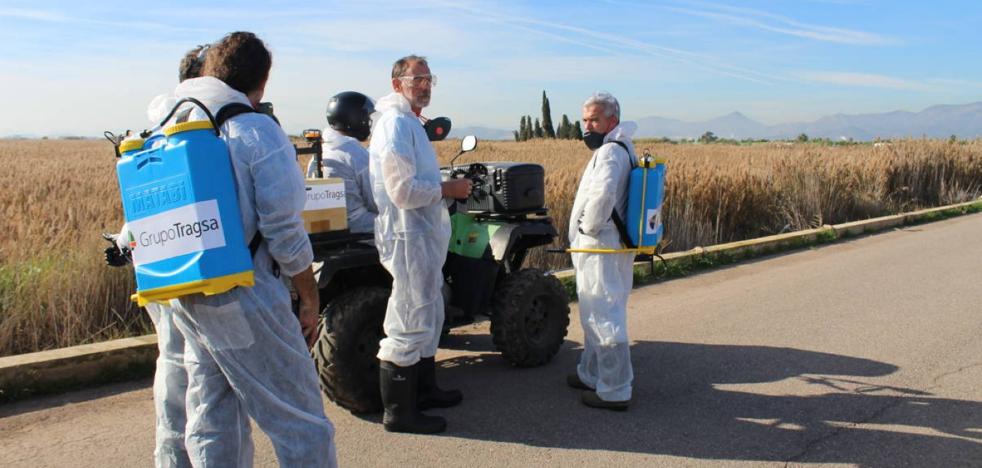 El Consell no ha destinado ni un euro a los municipios para combatir el mosquito tigre