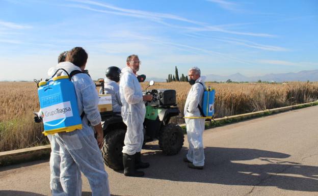 El Consell no ha destinado ni un euro a los municipios para combatir el mosquito tigre