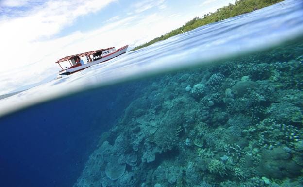 Un coral de Polinesia, clave en la resistencia a los efectos de la crisis climática