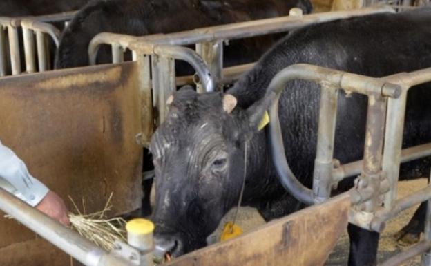 Muere Kaga, la primera vaca clonada del mundo