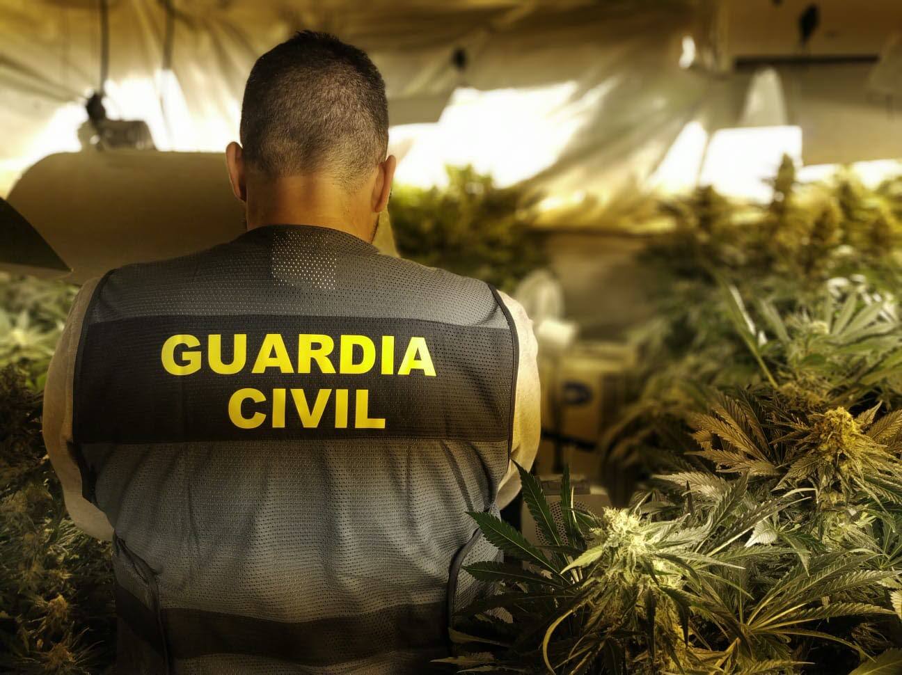 La Guardia Civil desmantela un invernadero de marihuana en la Vall d'Ebo