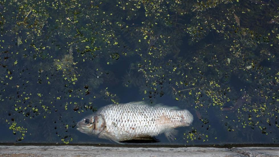 La Albufera agoniza