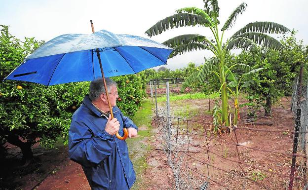 Los agricultores denuncian una oleada de robos de aguacate con riesgo para el consumo