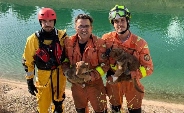 Rescate de dos cachorros en el canal del río Júcar