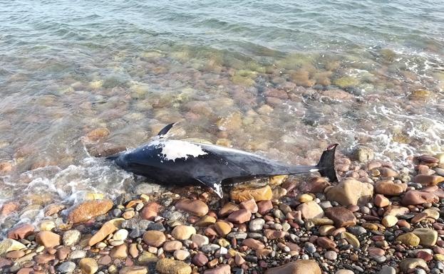 Hallan un delfín muerto en la playa de Sagunto