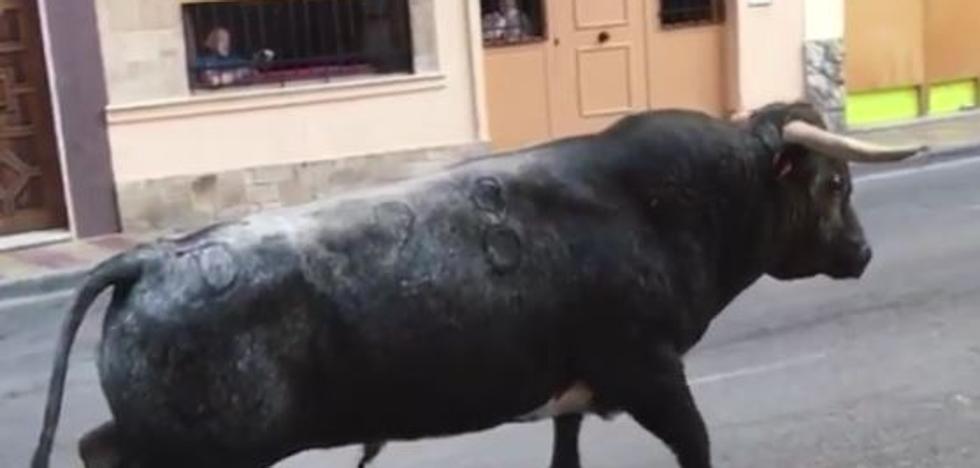 Dos heridos en los bous al carrer en Puçol y Borbotó