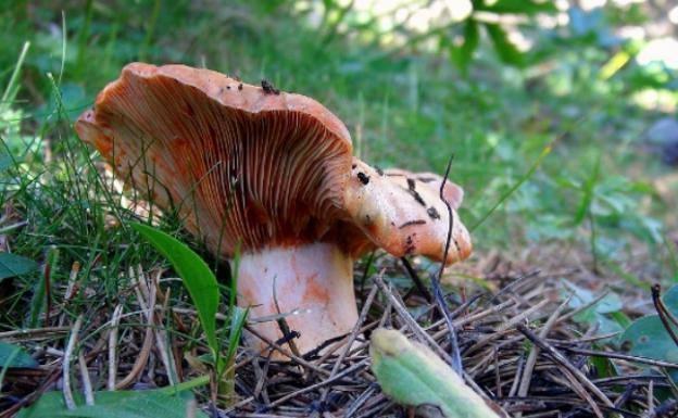 Las setas venenosas que nunca debes recoger del campo valenciano