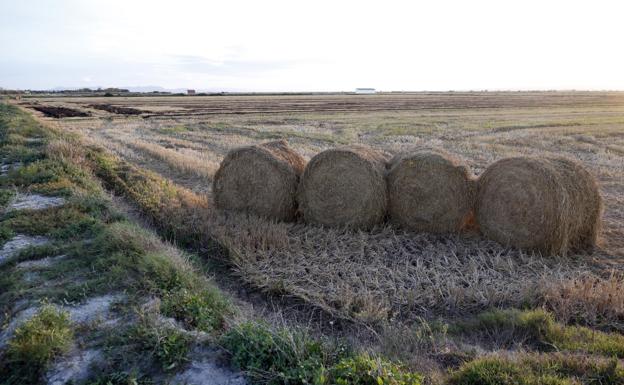 La recogida de la paja del arroz acumula ya un mes de retraso y amenaza la Albufera