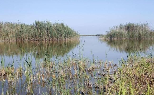 Los invasores de la Albufera