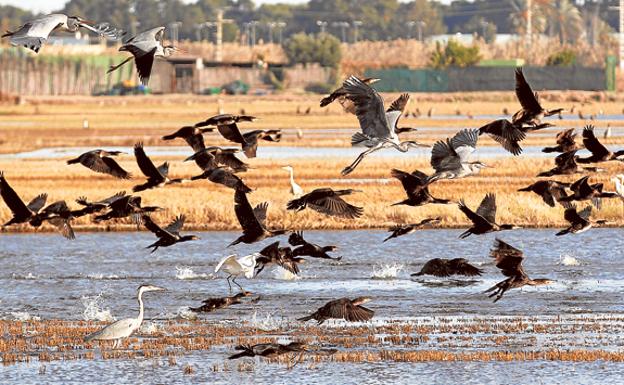 Emergencia en la Albufera