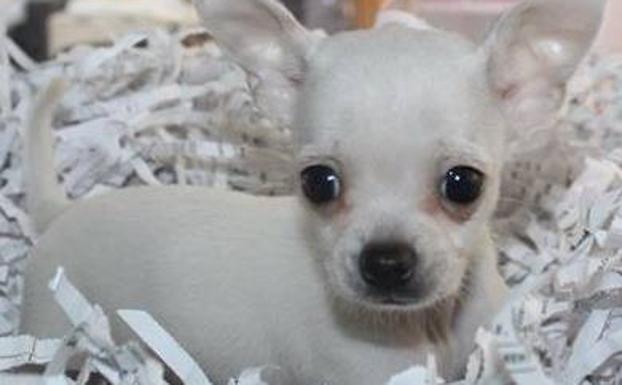 Una comerciante pide colaboración para recuperar el chihuahua que le robaron en Mislata