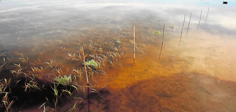 La 'perellonà', el esplendor de la Albufera