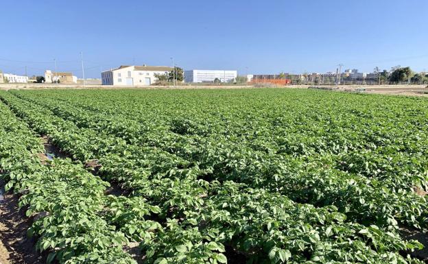 Reconocimiento mundial para la huerta de Valencia