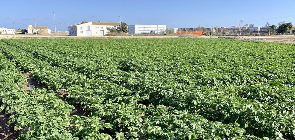 Reconocimiento mundial para la huerta de Valencia