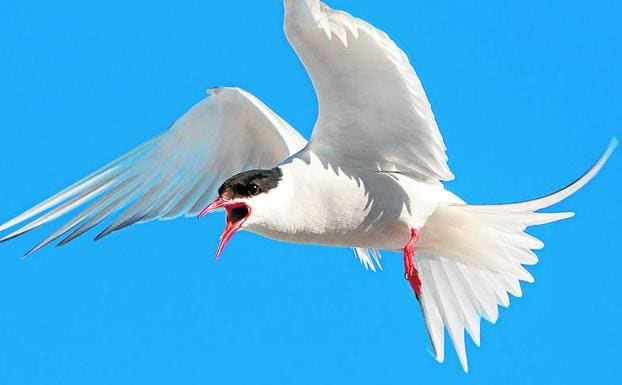 Las aves que migran a más distancia acusan el cambio climático