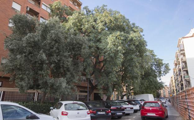 Tres mil árboles por jardinero en Valencia