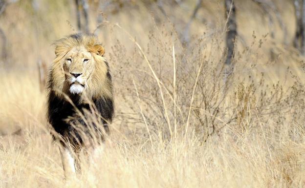 Un león mata a un hombre que vivía cerca del Parque Nacional de Nairobi