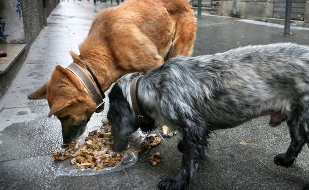 Cómo evitar el ataque de un perro