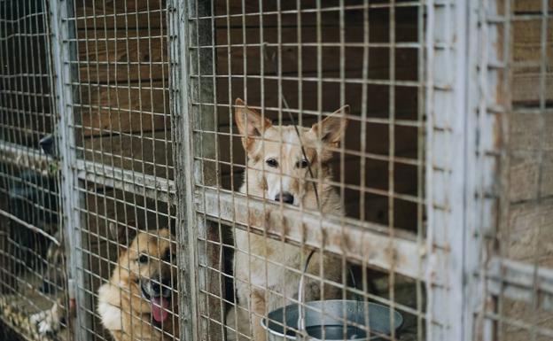 La Guardia Civil y la Policía recuerdan que los perros no son regalos de Navidad