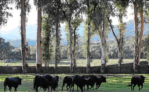 La crianza del toro bravo, freno del cambio climático