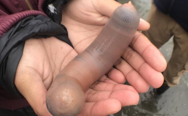 Miles de 'peces pene' invaden una playa de California