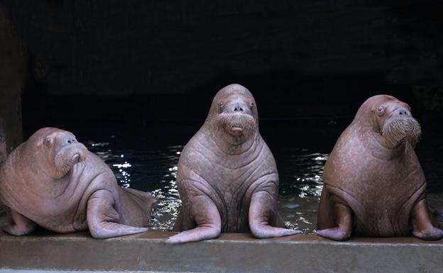 Tres morsas del Oceanogràfic se despiden de visitantes y cuidadores