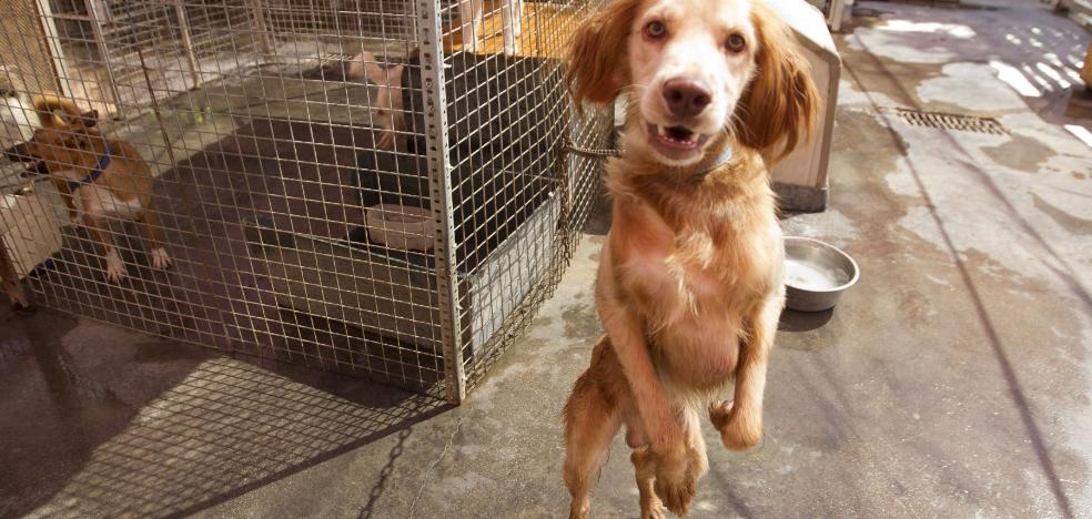 La Protectora se queda fuera del concurso para la recogida de perros
