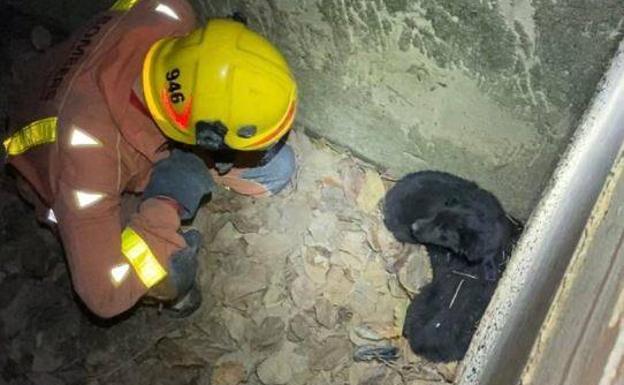 Rescatan a dos cachorros de perro del colector de una acequia en Alginet