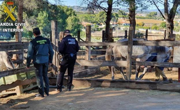 Encuentran al menos seis caballos muertos y otros 19 con graves síntomas de malnutrición en una finca hípica de Godelleta