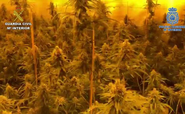 Cae una organización criminal dedicada al cultivo de miles de plantas de marihuana en Valencia