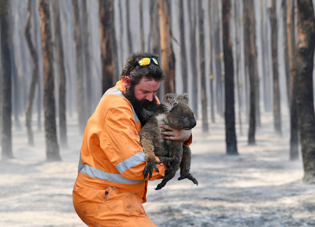 Así están afectando los incendios de Australia a los animales