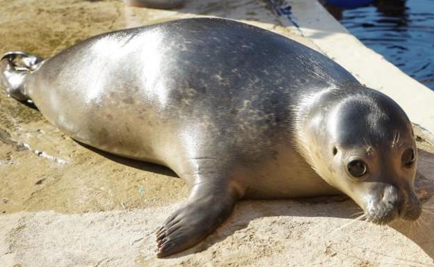 Una foca macho de siete meses llega al Oceanogràfic desde un zoo alemán