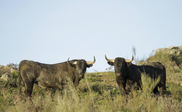 Los ganaderos piden menos intervencionismo