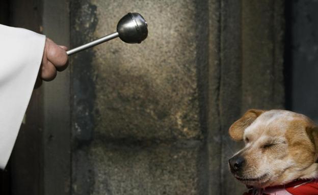 Por qué San Antonio Abad es el del porquet y el 17 de enero se bendicen los animales y mascotas