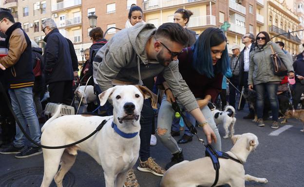 Bendición de animales 2020: horario en Valencia y otras localidades