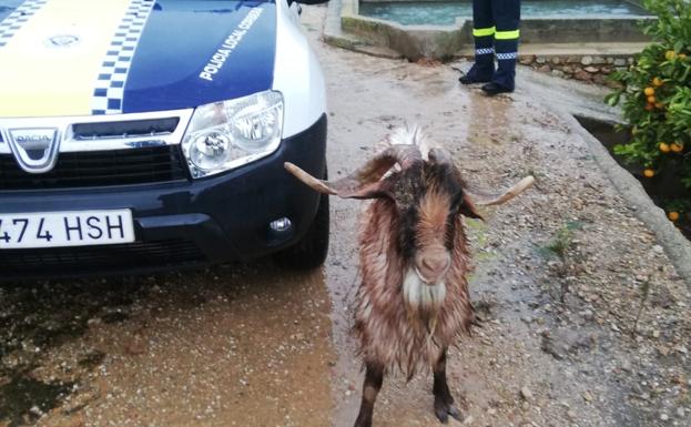 Un policía y un guardia civil rescatan a una cabra de una balsa en Corbera